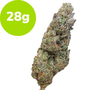 28g - Tropical Gelato (Hybrid)
