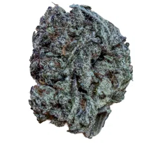 Drosty green cannabis bud with dense white trichomes on a white background